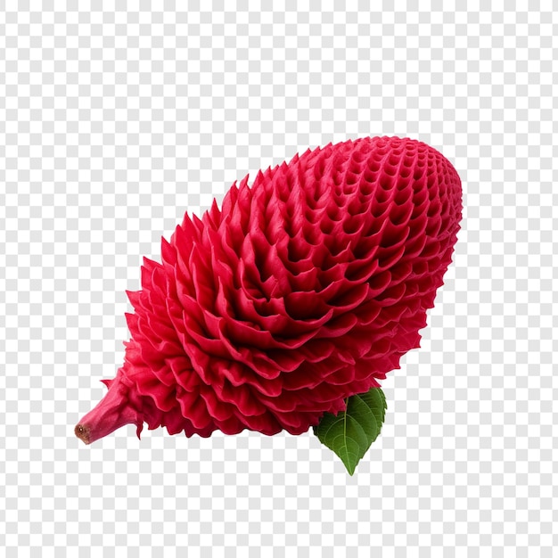 PSD gratuito flor de cresta de gallo png aislado sobre fondo transparente