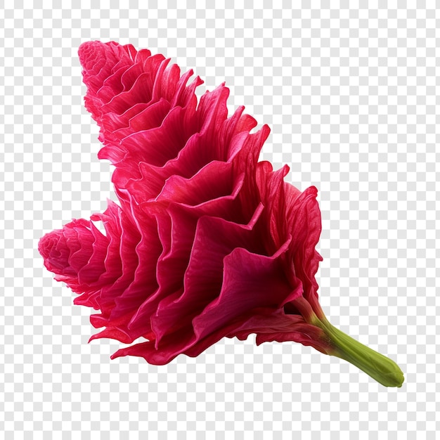 PSD gratuito flor de cresta de gallo png aislado sobre fondo transparente