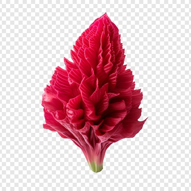 PSD gratuito flor de cresta de gallo png aislado sobre fondo transparente