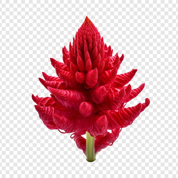 PSD gratuito flor de cresta de gallo png aislado sobre fondo transparente