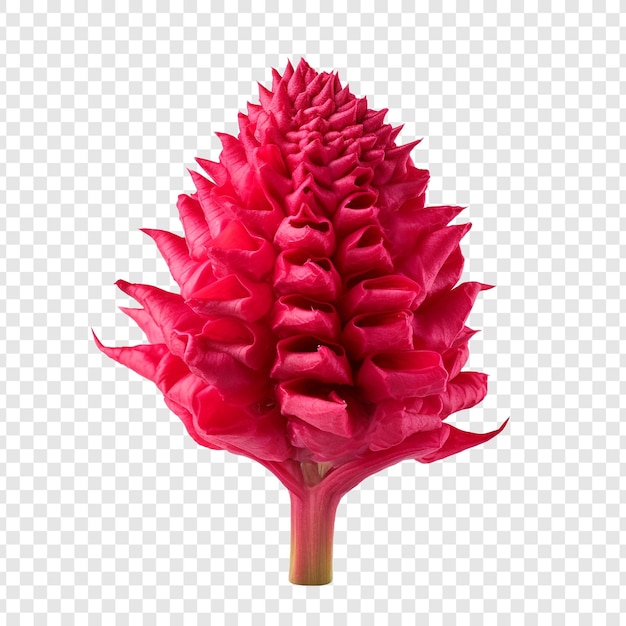 PSD gratuito flor de cresta de gallo png aislado sobre fondo transparente