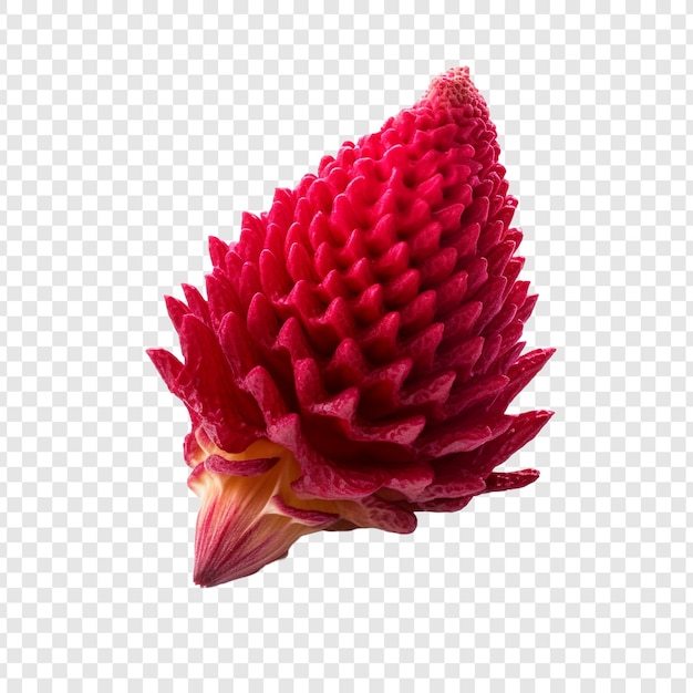 PSD gratuito flor de cresta de gallo png aislado sobre fondo transparente