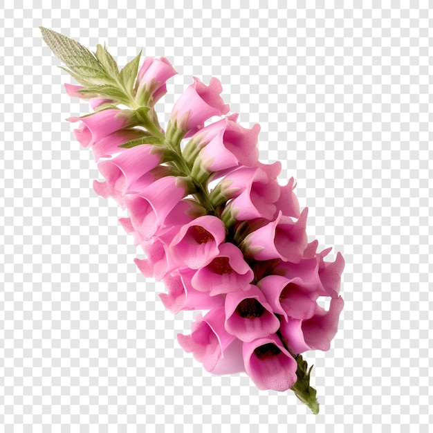 Flor dedalera png aislado sobre fondo transparente