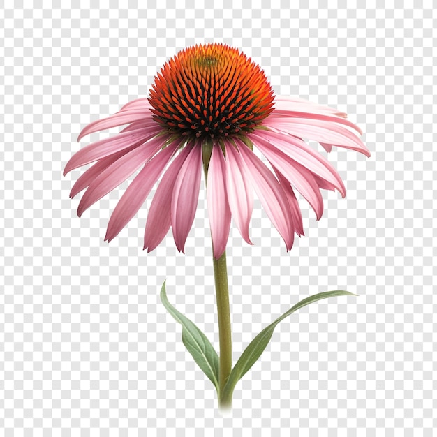 PSD gratuito flor de equinácea png aislado sobre fondo transparente