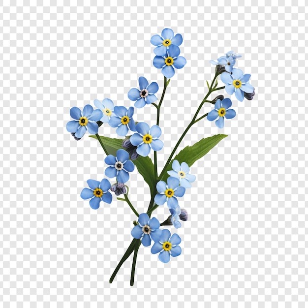 La flor de forgetmenot aislada sobre un fondo transparente