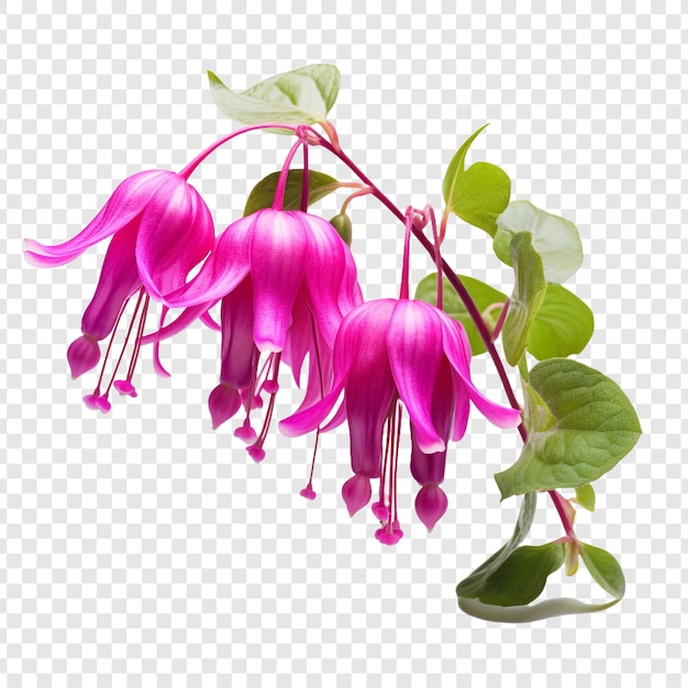 PSD gratuito flor fucsia aislada sobre fondo transparente