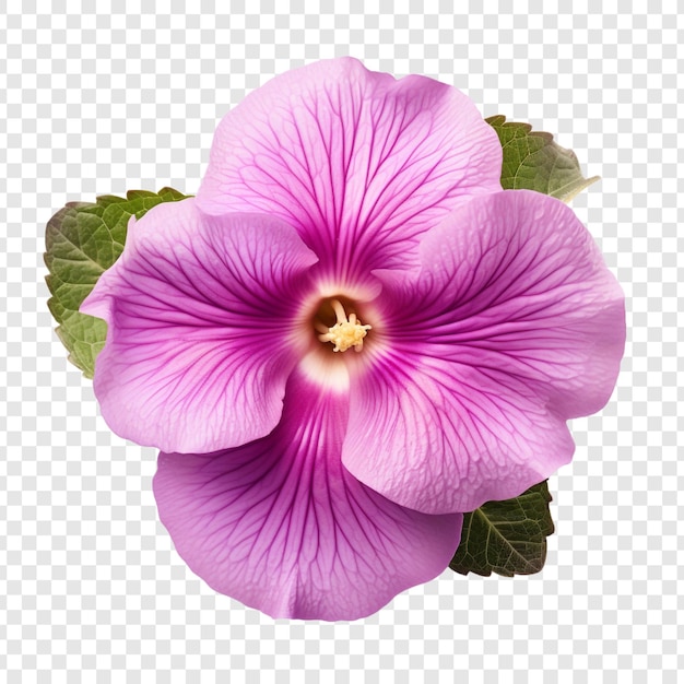 PSD gratuito flor de gloxinia aislada sobre fondo transparente