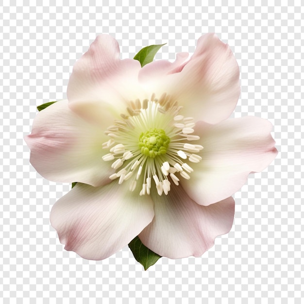 PSD gratuito flor de helleborus aislada sobre fondo transparente