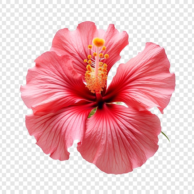 Flor de hibisco aislada sobre un fondo transparente