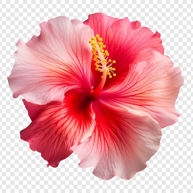 PSD gratuito flor de hibisco al atardecer aislada sobre un fondo transparente