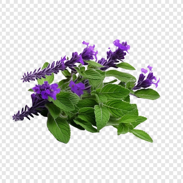 PSD gratuito flor de hierbabuena png aislado sobre fondo transparente