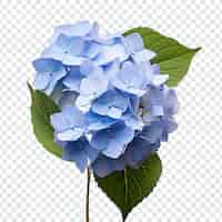 PSD gratuito flor de hortensia aislada sobre fondo transparente