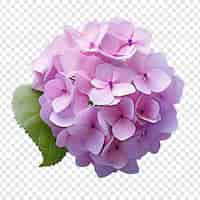 PSD gratuito flor de hortensia aislada sobre un fondo transparente