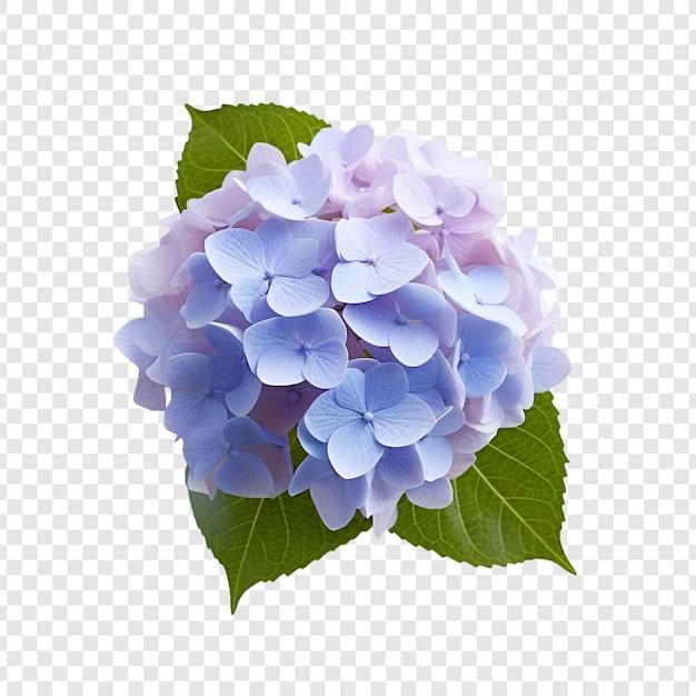 PSD gratuito flor de hortensia png aislado sobre fondo transparente