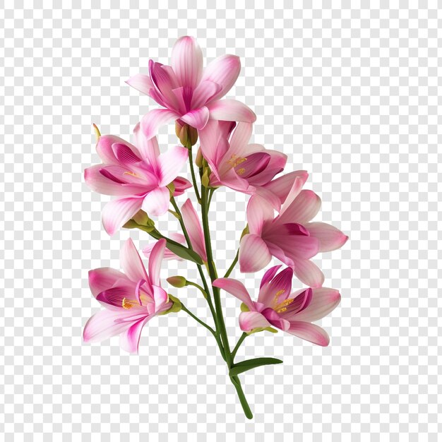 Flor de ixia png aislado sobre fondo transparente