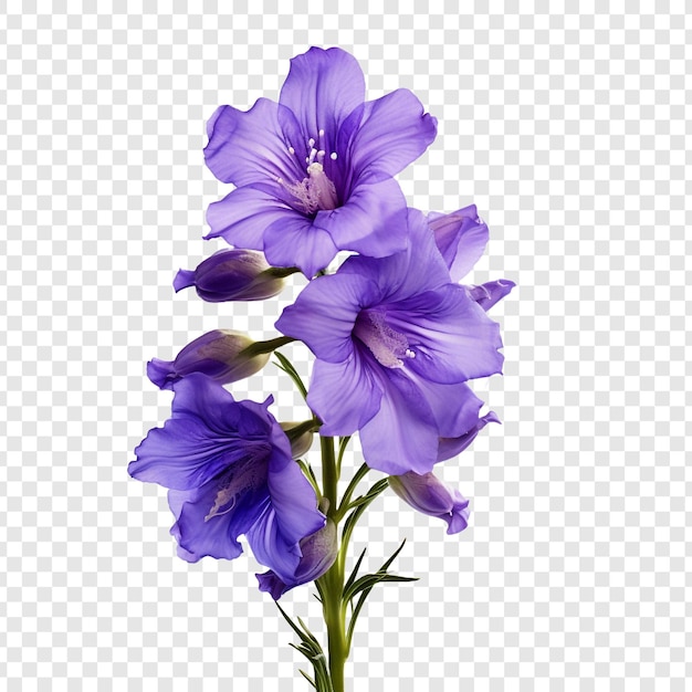 PSD gratuito flor de larkspur aislada sobre fondo transparente