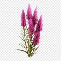 PSD gratuito la flor de liatris png aislada en un fondo transparente