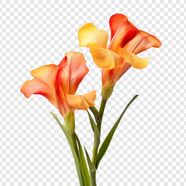 PSD gratuito la flor de lirio de canna aislada sobre un fondo transparente