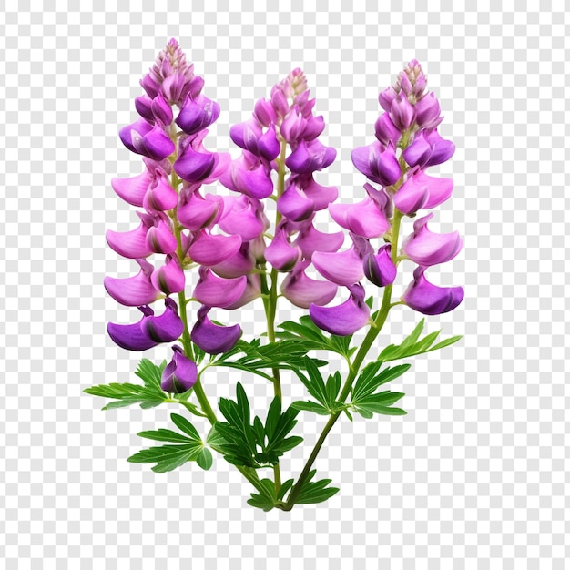 PSD gratuito la flor de lupino png aislada en un fondo transparente