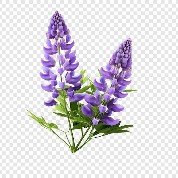 PSD gratuito la flor de lupino png aislada en un fondo transparente