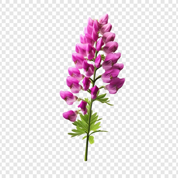 PSD gratuito la flor de lupino png aislada en un fondo transparente