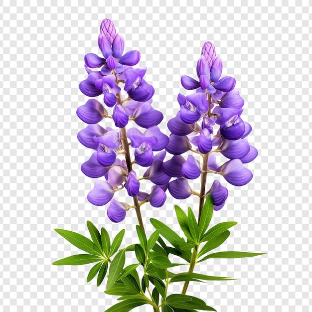 PSD gratuito la flor de lupino png aislada en un fondo transparente