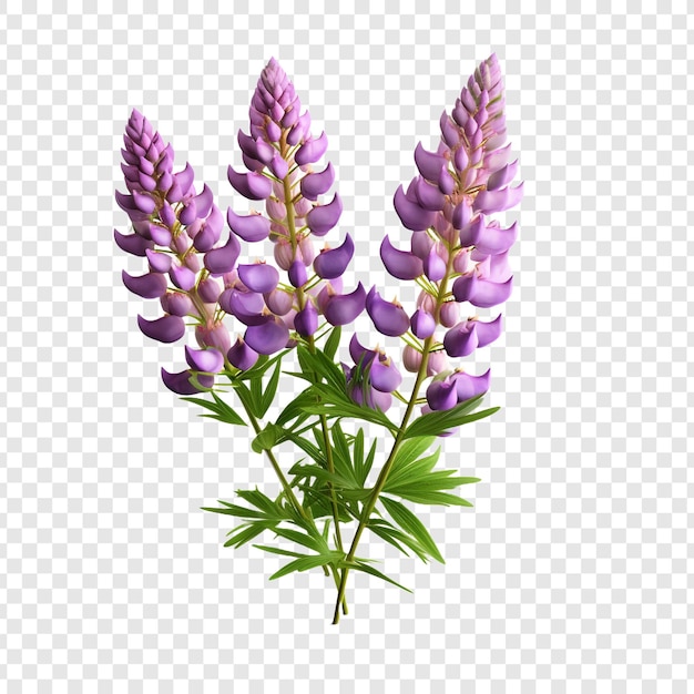 PSD gratuito la flor de lupino png aislada en un fondo transparente