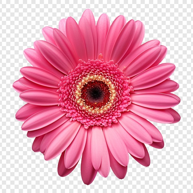 PSD gratuito la flor de la margarita de gerbera aislada sobre un fondo transparente