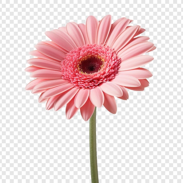 PSD gratuito flor de margarita gerbera png aislado sobre fondo transparente