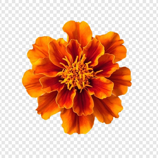 La flor de la margarita naranja vibrante de primer plano