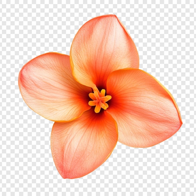 La flor del melocotón Es una flor delicada