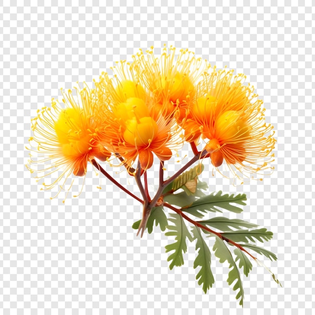 PSD gratuito flor de mimosa aislada sobre fondo transparente