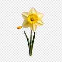 PSD gratuito flor de narciso png aislada en un fondo transparente