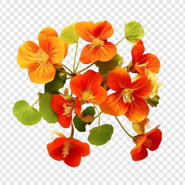 PSD gratuito la flor de nasturtium aislada sobre un fondo transparente