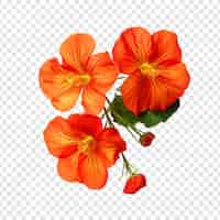 PSD gratuito la flor de nasturtium png aislada en un fondo transparente