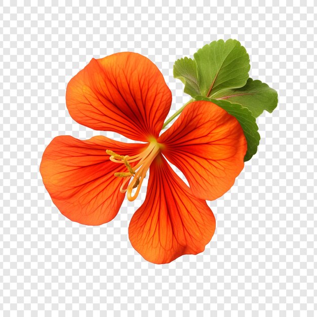 PSD gratuito la flor de nasturtium png aislada en un fondo transparente