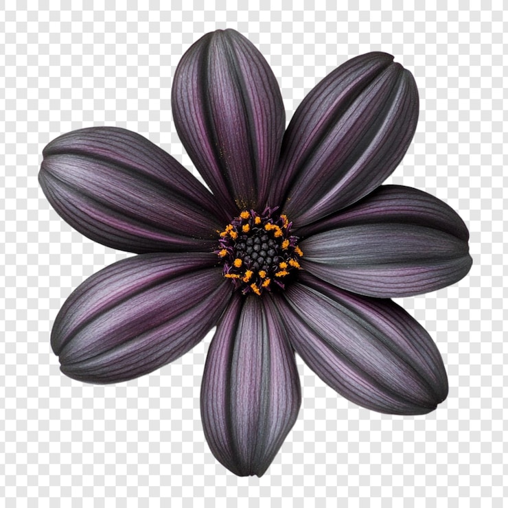 PSD gratuito la flor del osteosperma púrpura oscuro de primer plano