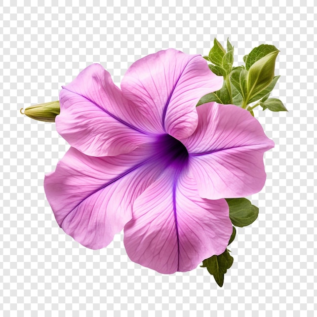 PSD gratuito flor de petunia aislada sobre fondo transparente