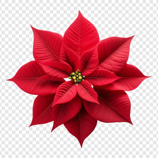 La flor de poinsettia png aislada en un fondo transparente