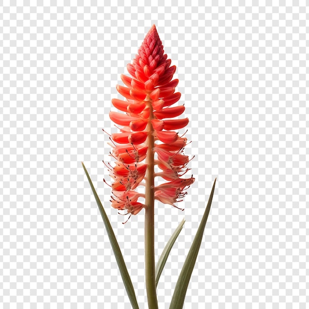 PSD gratuito flor de red hot poker aislada sobre fondo transparente