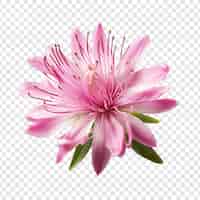 PSD gratuito flor de rododendro aislada sobre fondo transparente