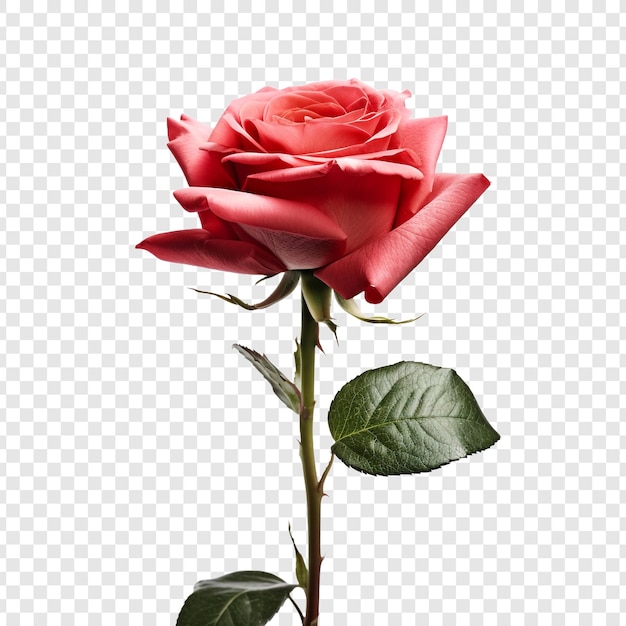 PSD gratuito flor de rosa png aislada en un fondo transparente