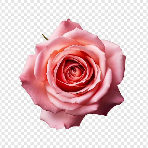 PSD gratuito flor de rosa png aislada en un fondo transparente