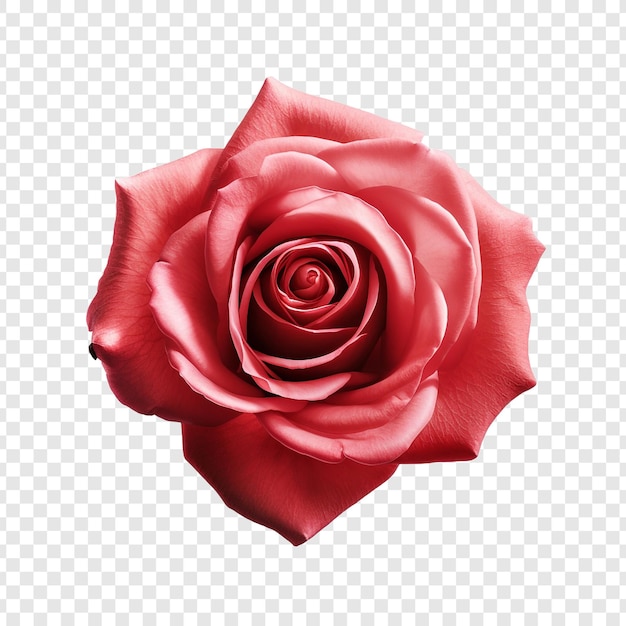 PSD gratuito flor de rosa png aislada en un fondo transparente