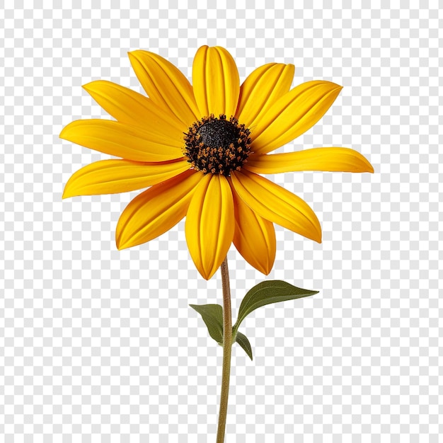 PSD gratuito flor de rudbeckia aislada sobre fondo transparente