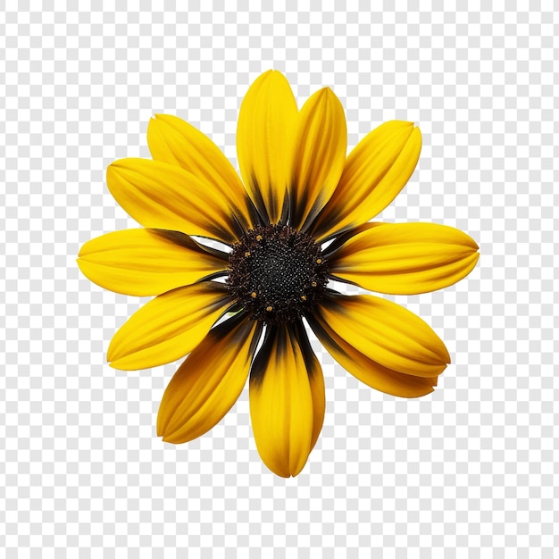 PSD gratuito flor de rudbeckia aislada sobre fondo transparente