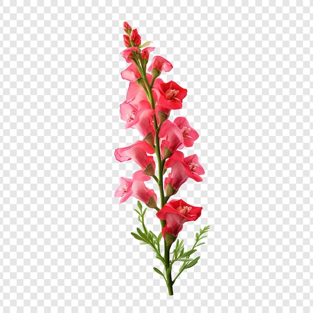 PSD gratuito la flor de snapdragon png aislada en un fondo transparente