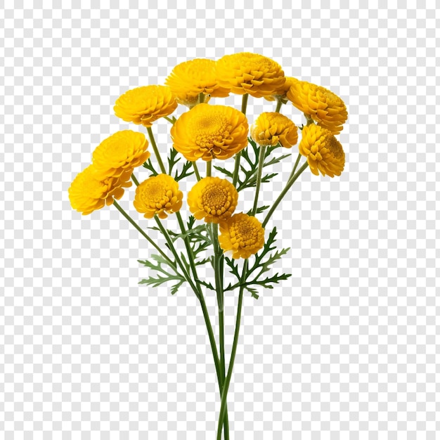 PSD gratuito la flor de tansy aislada sobre un fondo transparente