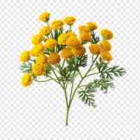 PSD gratuito flor de tansy png aislada en un fondo transparente