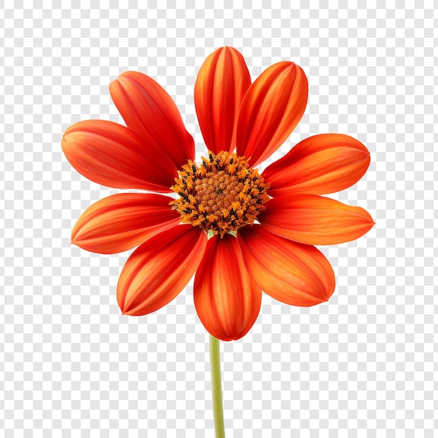 La flor de tithonia aislada sobre un fondo transparente